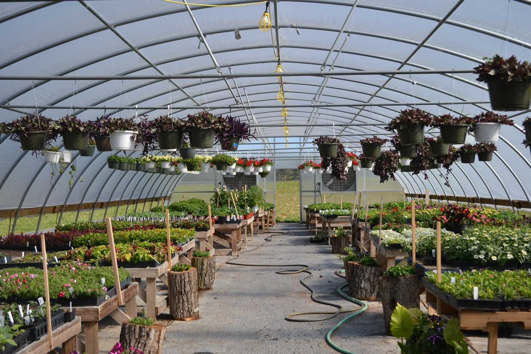 Annual+Greenhouse+Sale+Is+Back+In+Business