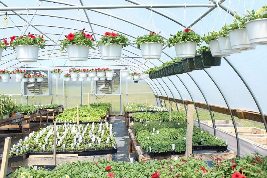Annual+Greenhouse+Sale+Is+Back+In+Business
