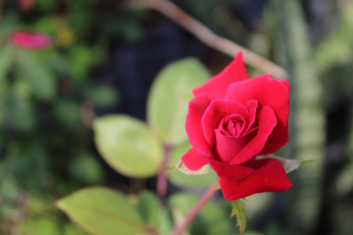 Photo of a rose. Photo courtesy of Jalyn Ondek. 