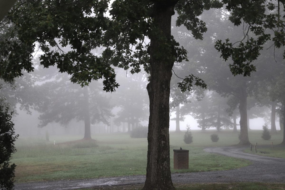 A foggy morning in the park. Photo courtesy of Abigail Kimble. 