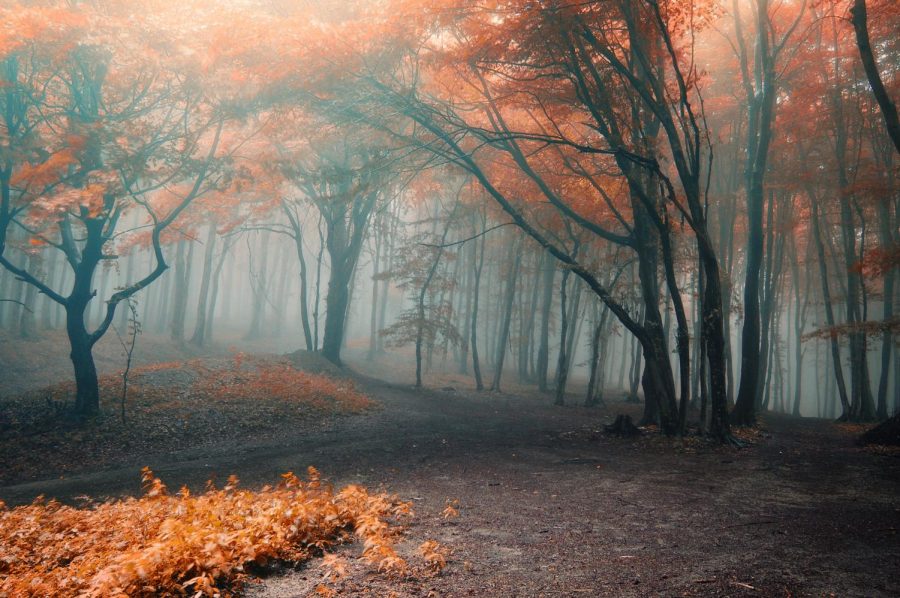 Foggy Spooky Autumn Forest photo courtesy of andreiuc88 under Creative Commons License 