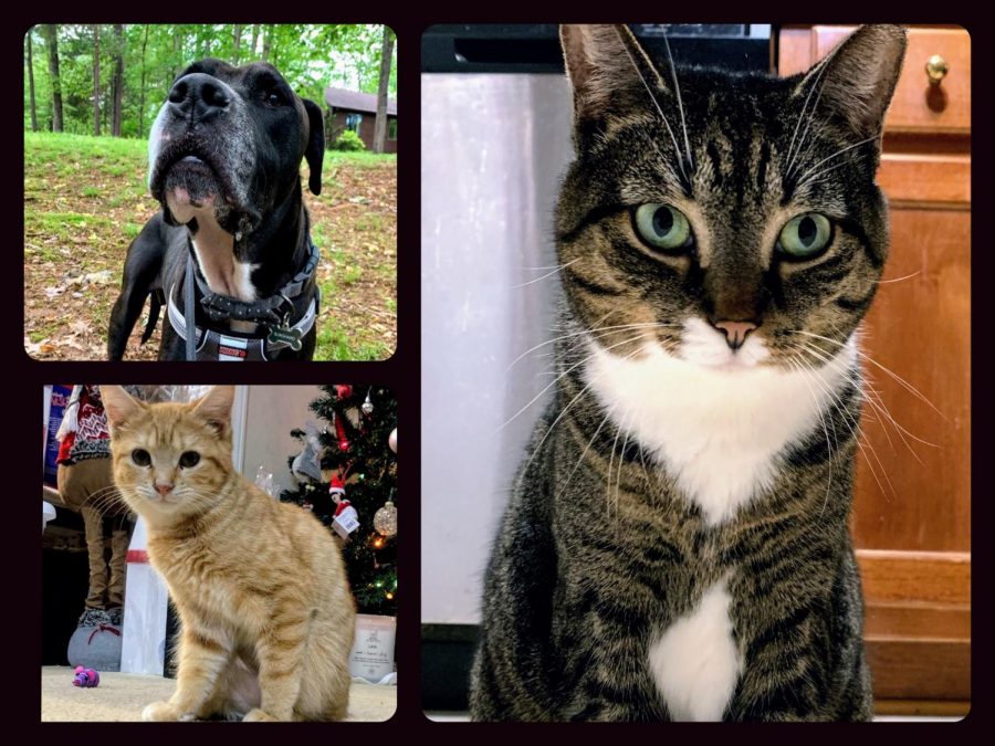 The author showcased her pets with a collage made with Collageable.