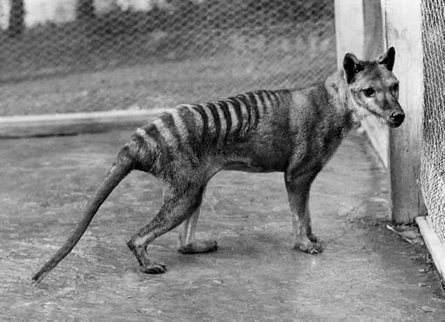 Image of a juvenile male thylacine at Hobart Zoo taken by B Sheppard in 1928. The animal died the day after it was photographed.