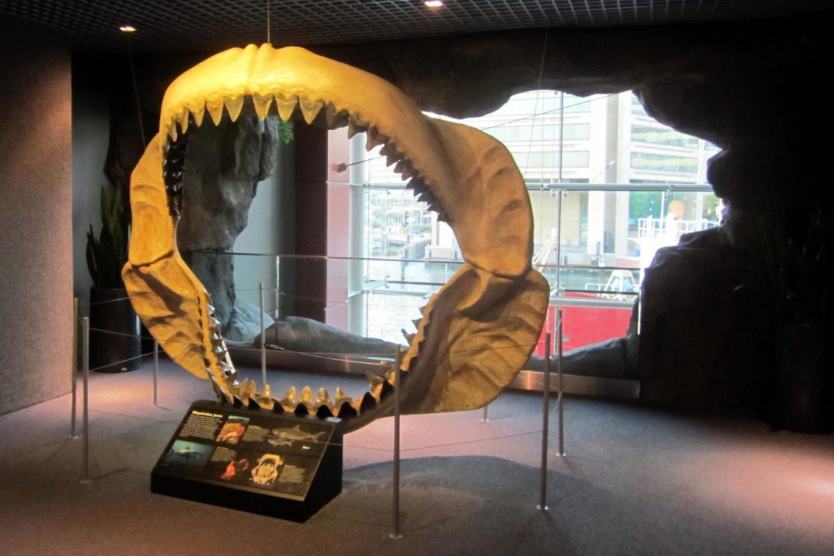 The jaws of a Megalodon at the  Baltimore National Aquarium. Photo courtesy of Wally Gobetz - CC BY-NC-ND 2.0 DEED.  https://www.flickr.com/photos/wallyg/5226389658