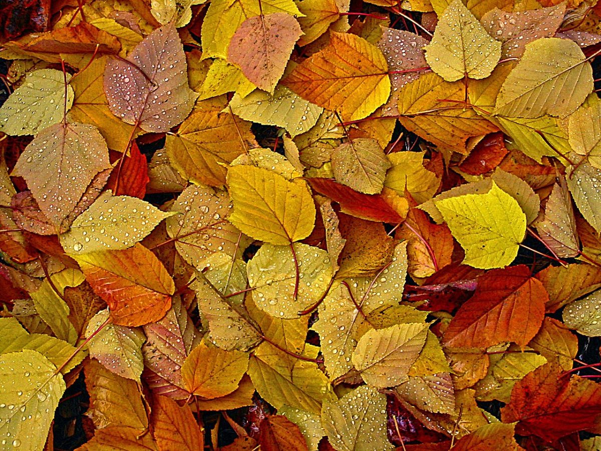Photo courtesy of Dana Hutchinson under the Creative Commons Attribution 3.0 Unported license. https://en.wikipedia.org/wiki/Chromophore#/media/File:Fall_Leaves_(199582361).jpeg