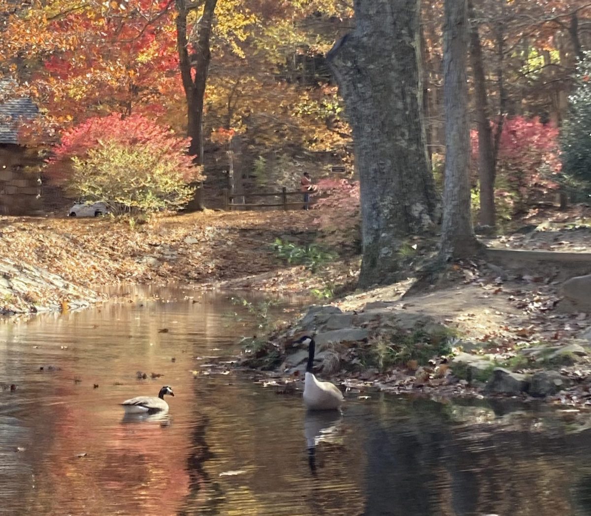 Autumn scenery at the creek. Photo Courtesy of Izzie O'Brien.