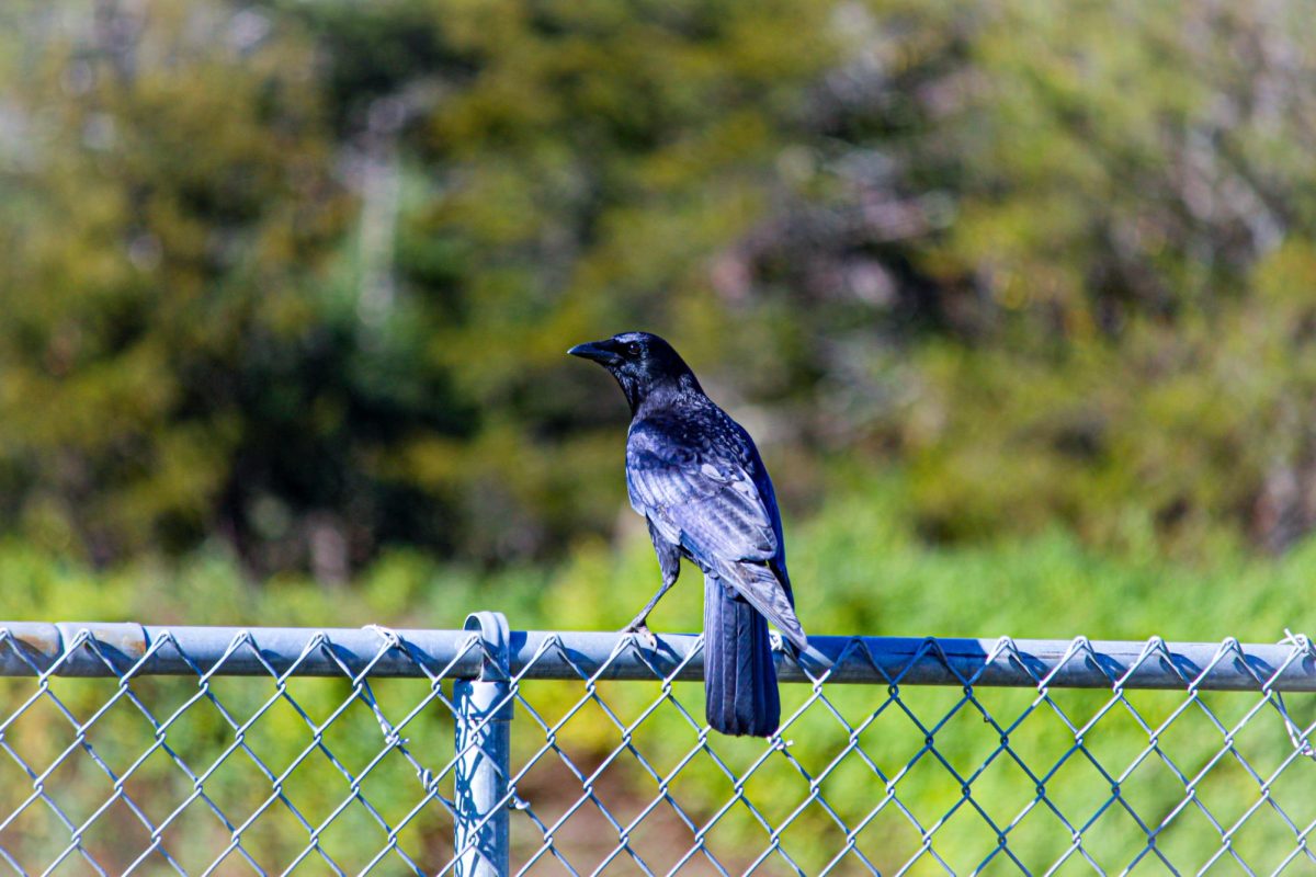 A crow perched on top of the gates of FCHS.