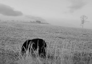 A black bear in an open field captured on the author's trail camera.