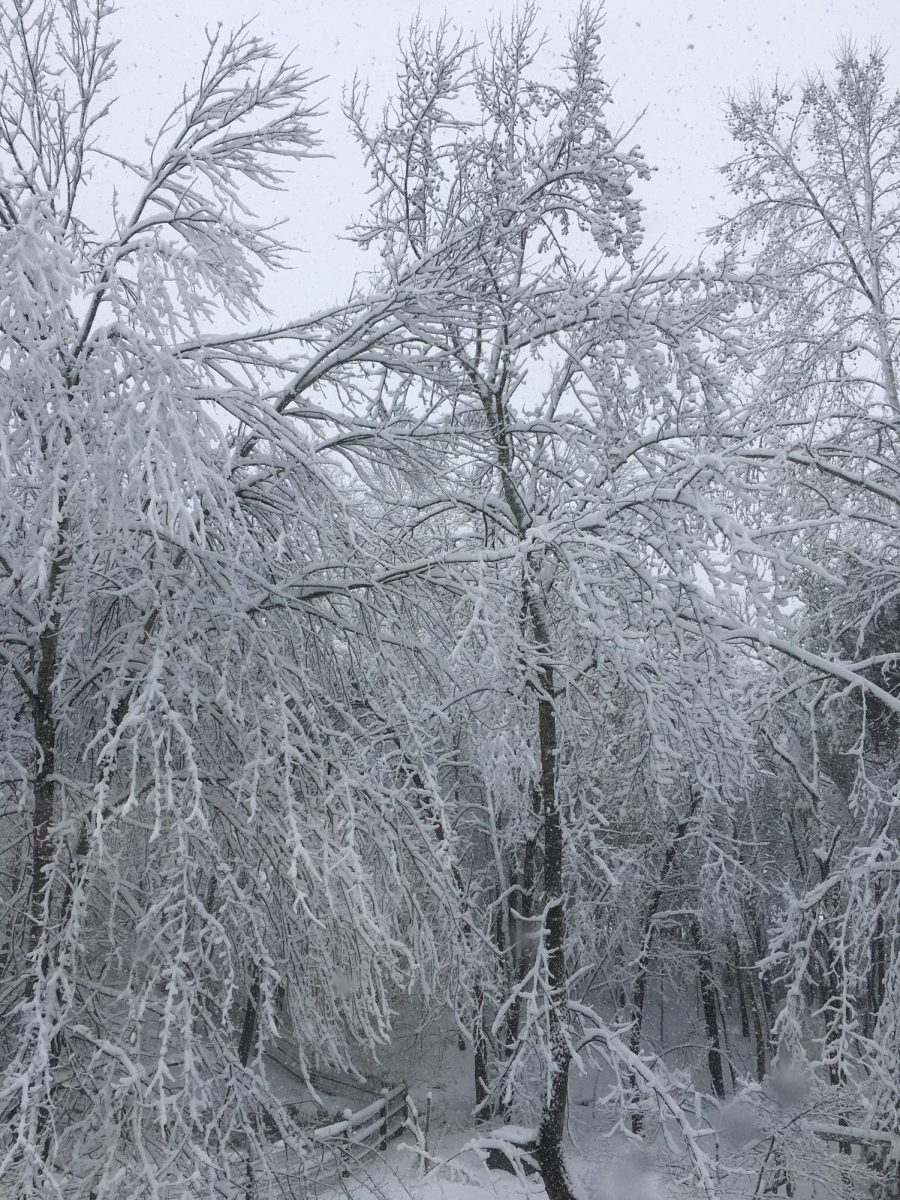 Trees covered with snow