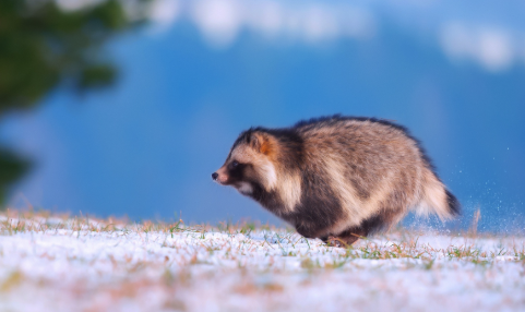 A racoon dog. Photo by Ganjaa on GoodFon.com used under Creative Commons Attribution-NonCommercial 4.0 International. http://bit.ly/43cUfpO