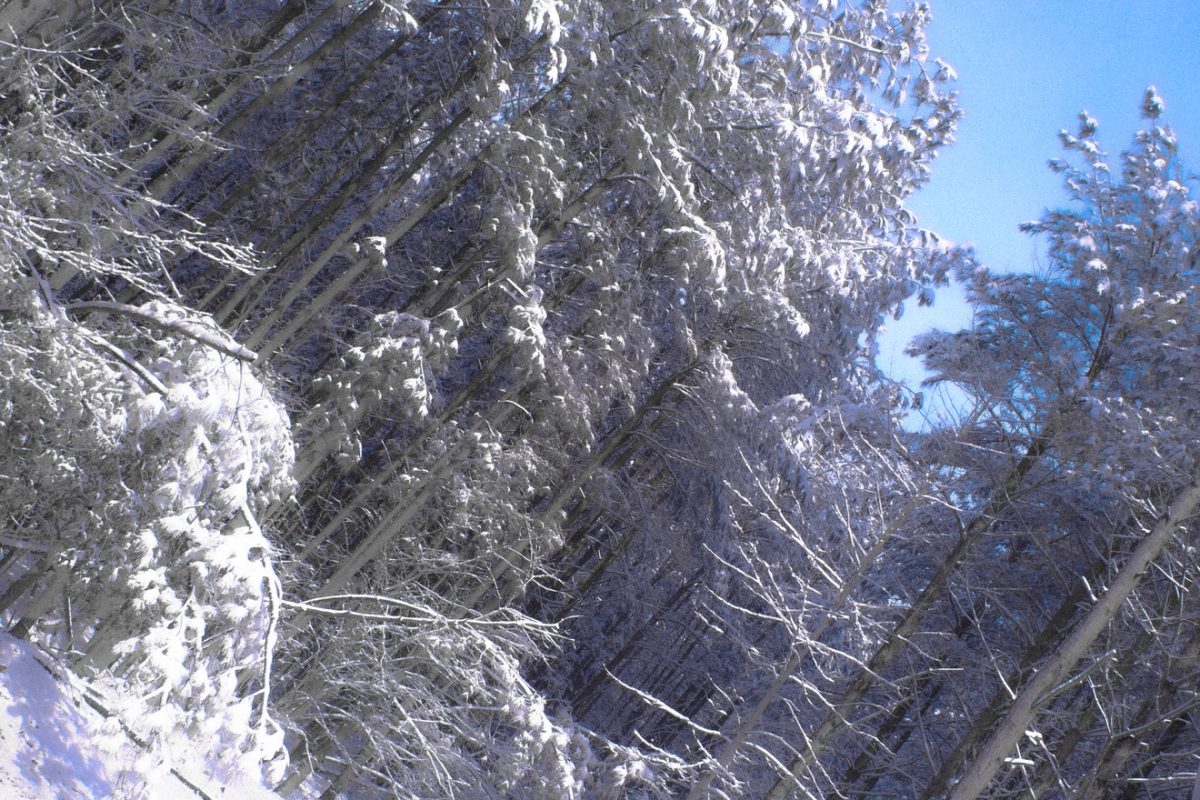 Snow covered trees