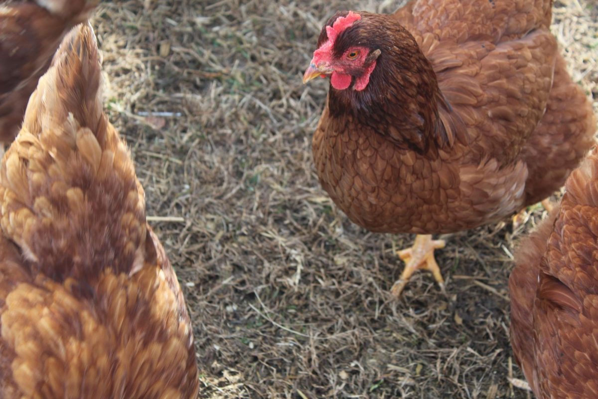  “If you have passion, or if anyone is looking for a way to get themselves out there, FFA is definitely a good opportunity.” said Swingle. “Competitions are based on [your interests]. There are some for food, speaking, agriculture, anything you find passion in.” Pictured above, FCHS chickens roam around their student-built coop. 