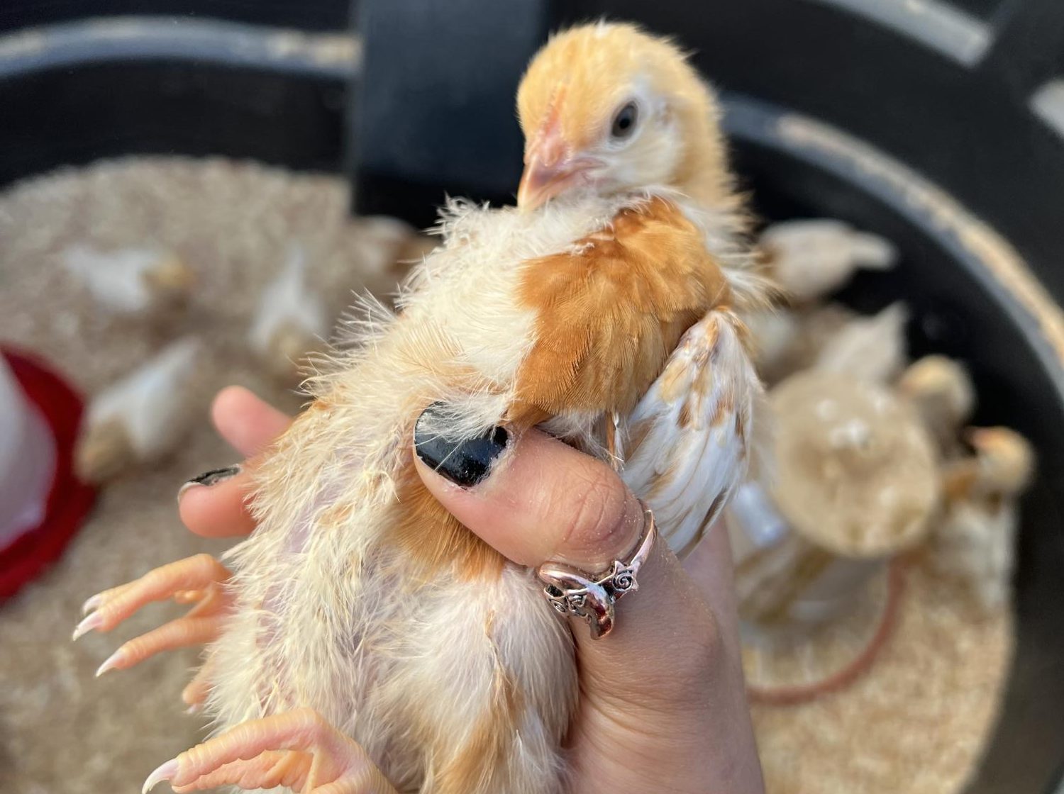 Hour in... Jennings' Chicks