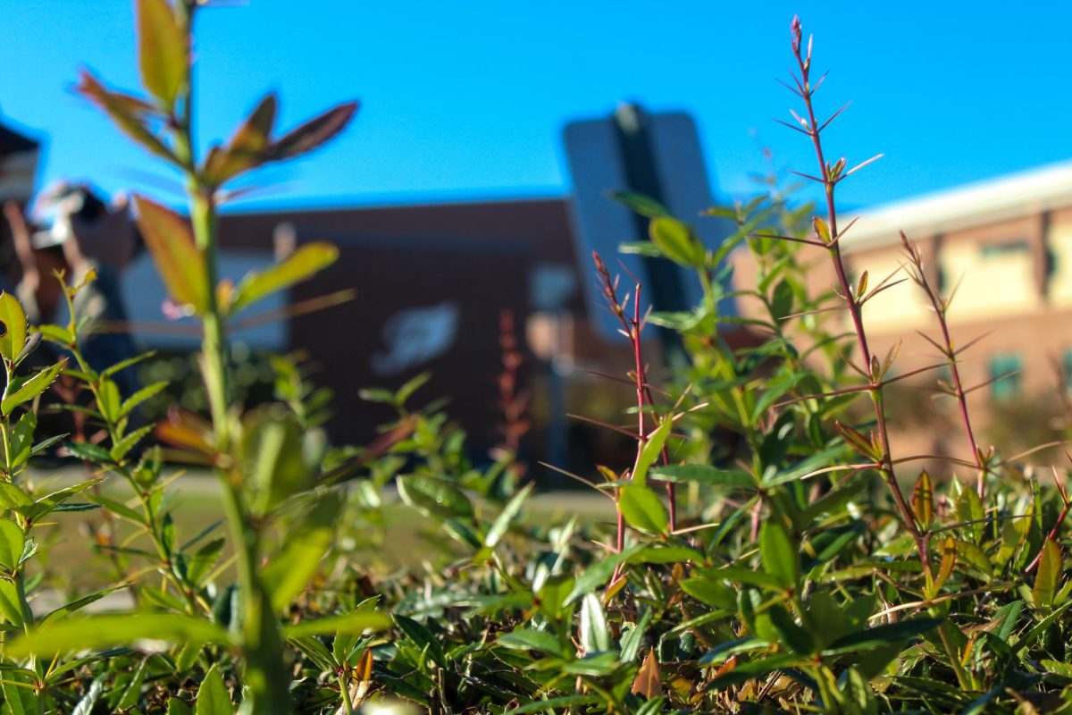 A closeup photo of green plants with a blurry background featuring a metal sign and Fluvanna County High School.