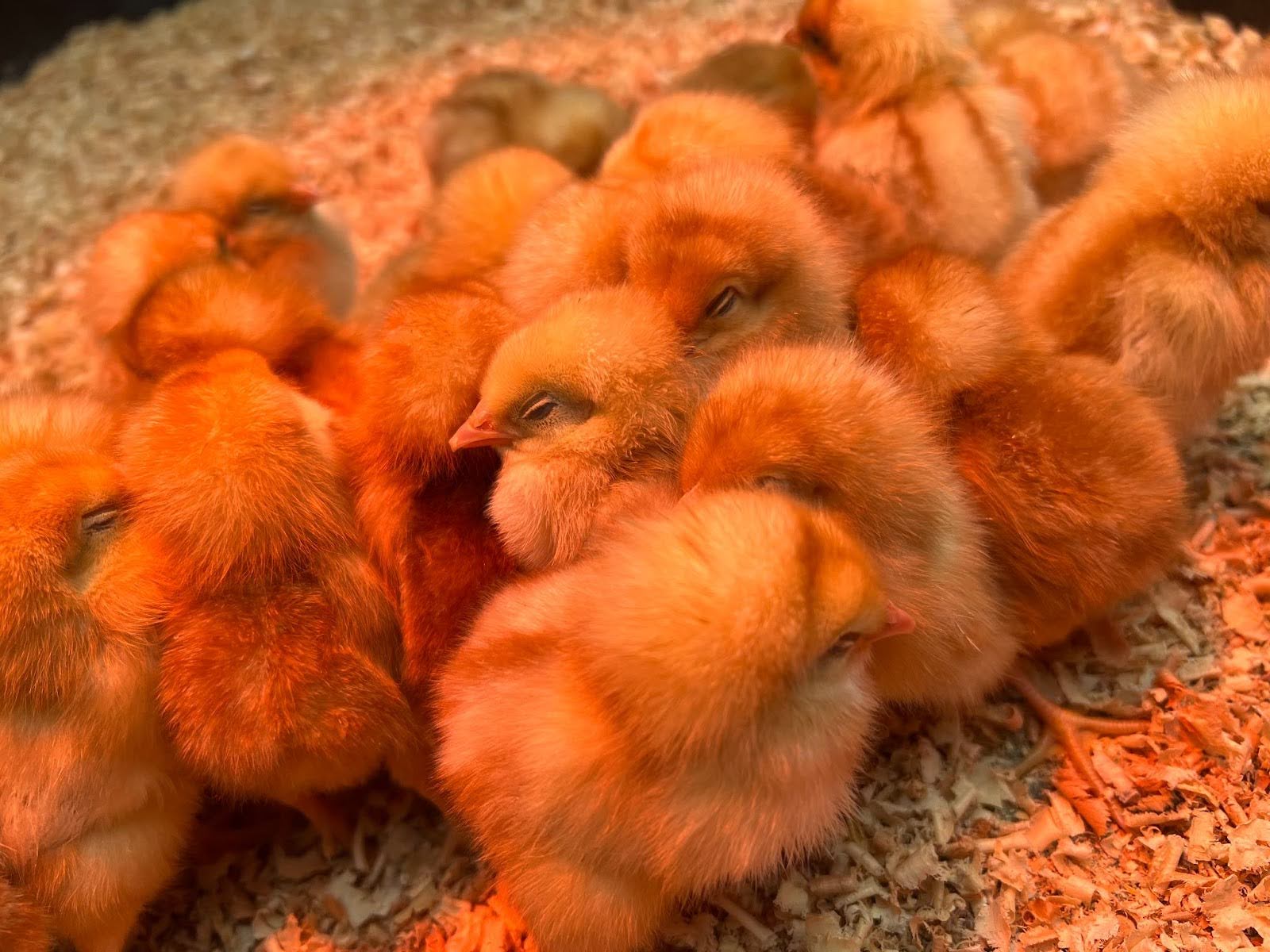 Hour in... Jennings' Chicks