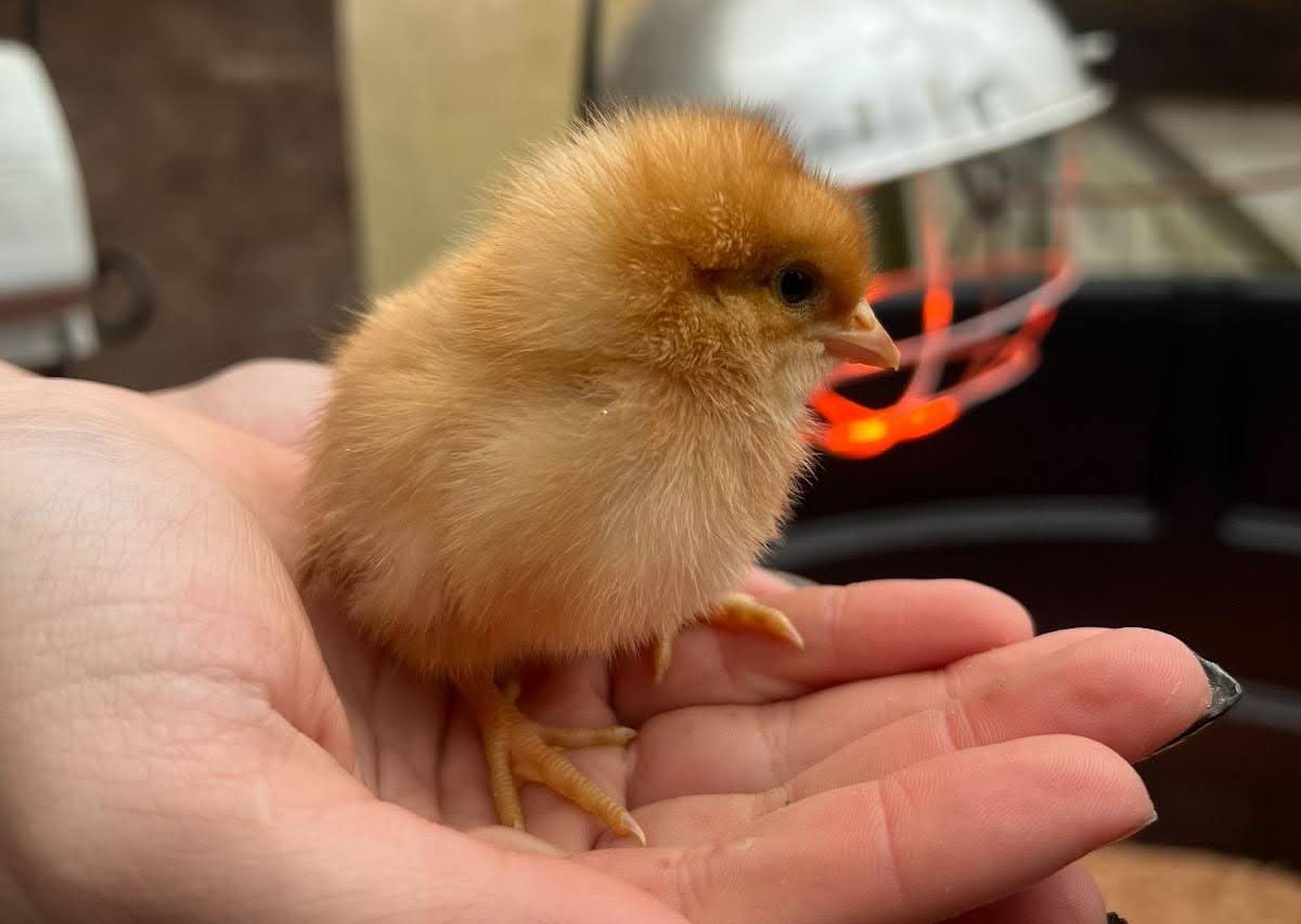 Hour in... Jennings' Chicks