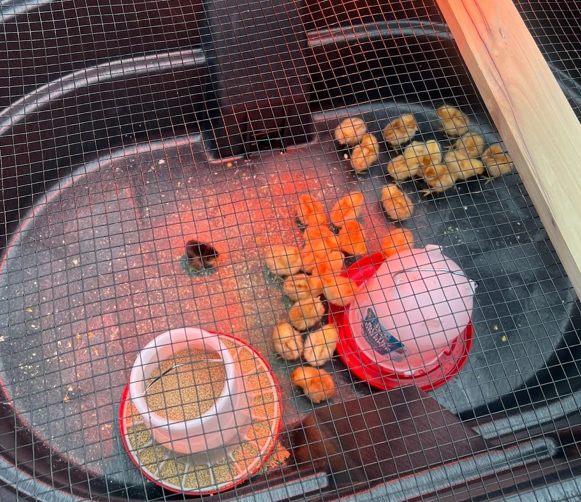 Hour in... Jennings' Chicks