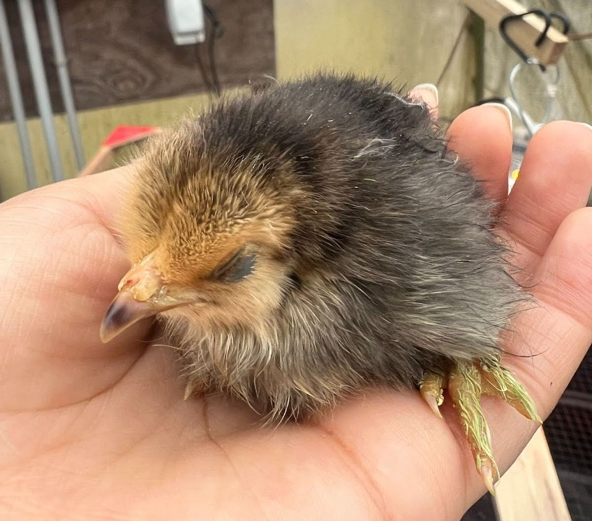 Hour in... Jennings' Chicks