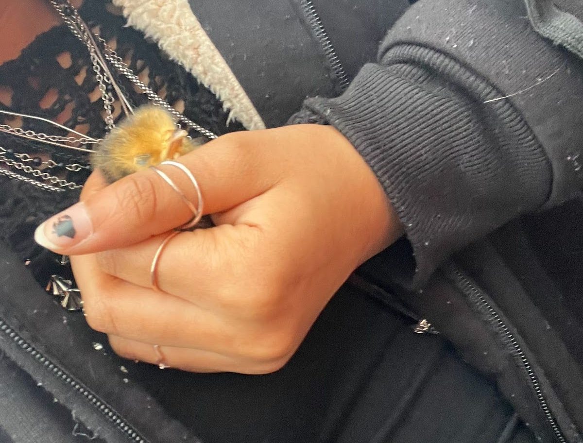 Hour in... Jennings' Chicks