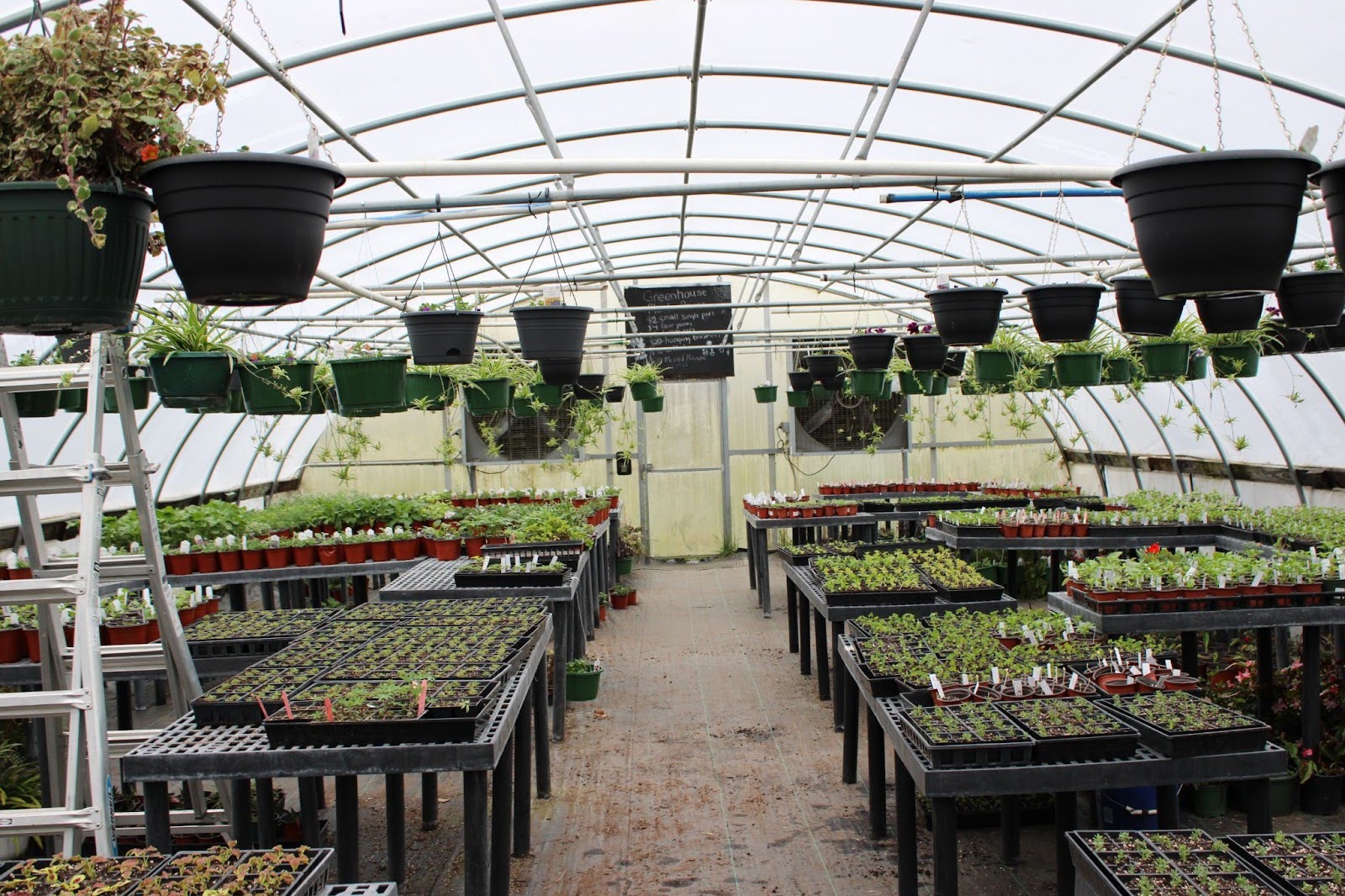 An Hour in... Plant Sale Prep