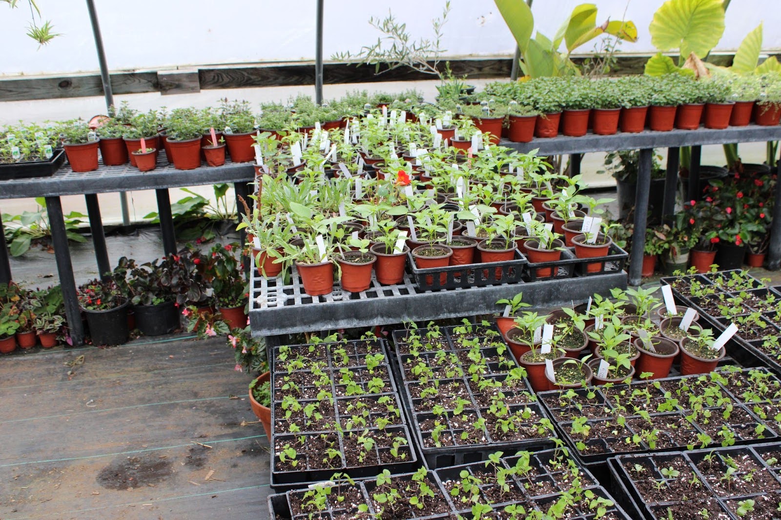 An Hour in... Plant Sale Prep