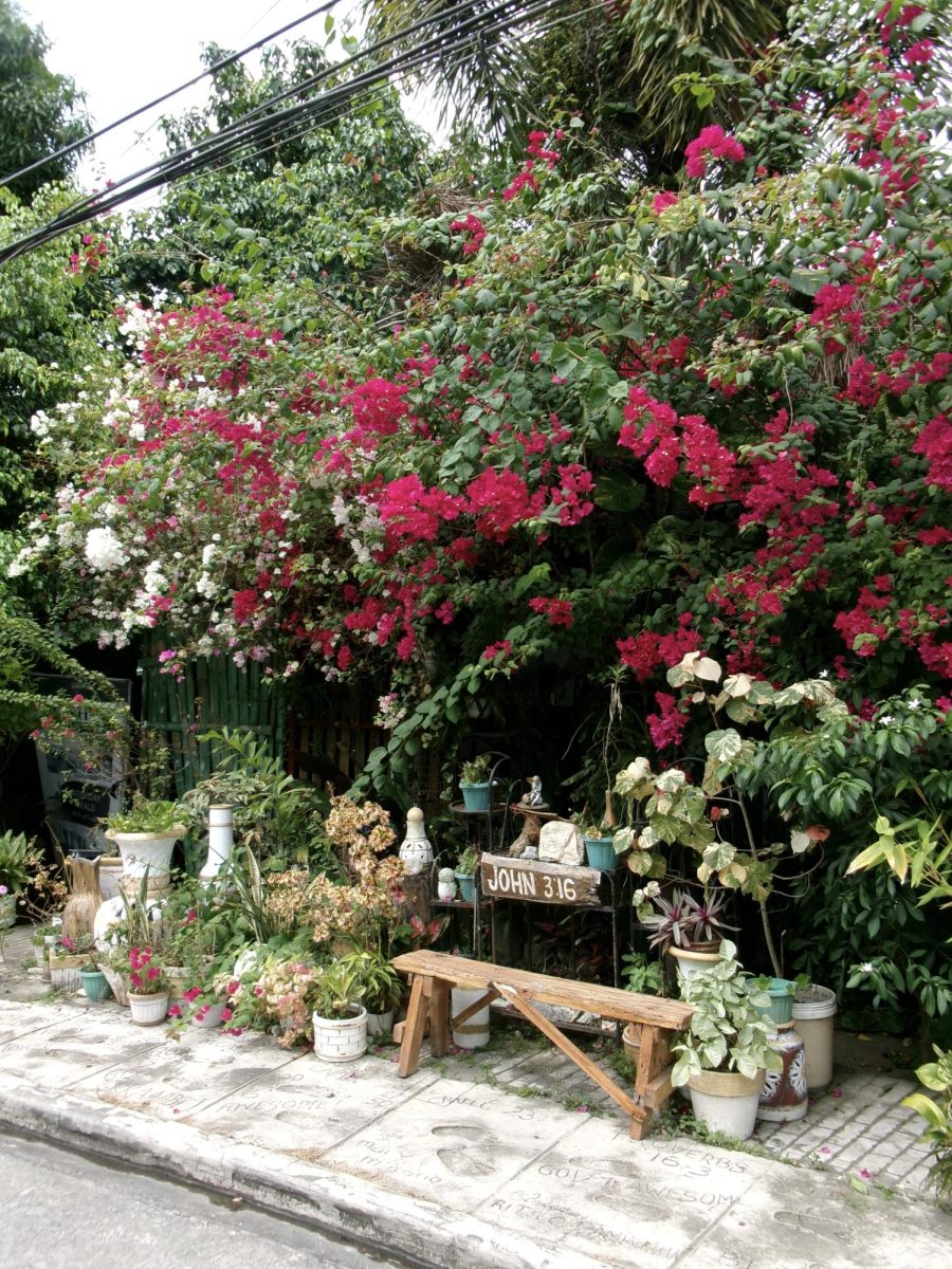 Section of a garden in Bamban Tarlac, Philippines. 
