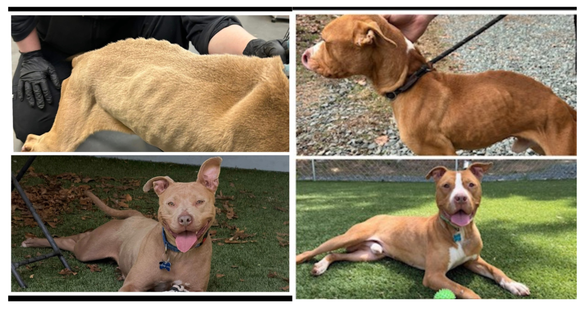Before and after pictures of rescued pitbulls Cappo (left) and Chai (right), , when they were first rescued by the FSPCA and Fluvanna Animal Control (top photos) and now. 