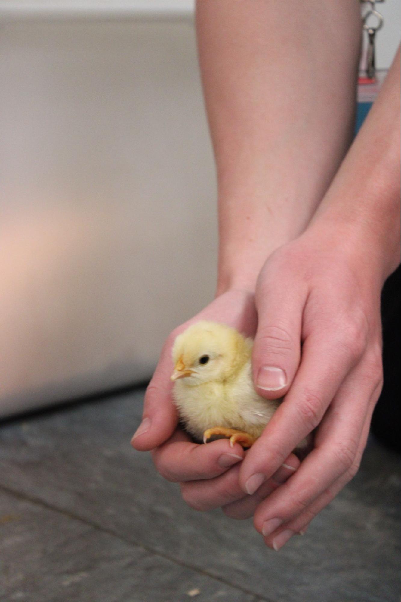 An Hour In... Conner's Hatching Chicks