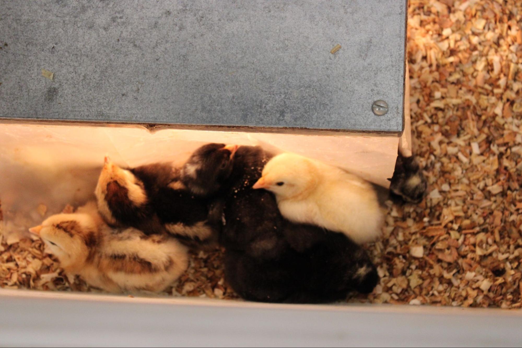 An Hour In... Conner's Hatching Chicks