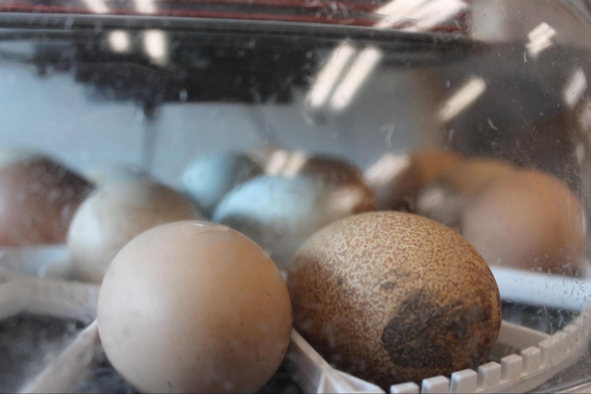 An Hour In... Conner's Hatching Chicks