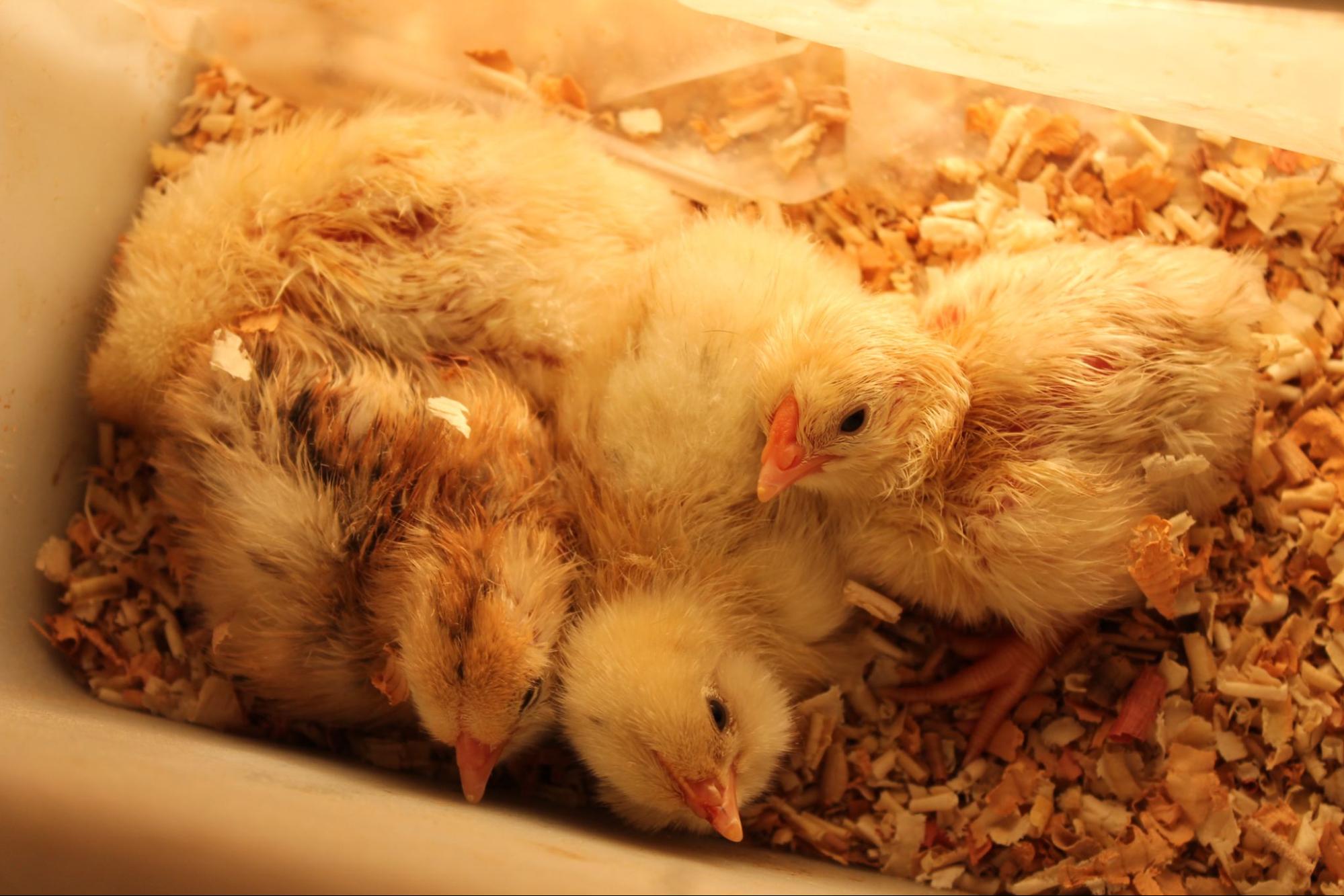 An Hour In... Conner's Hatching Chicks