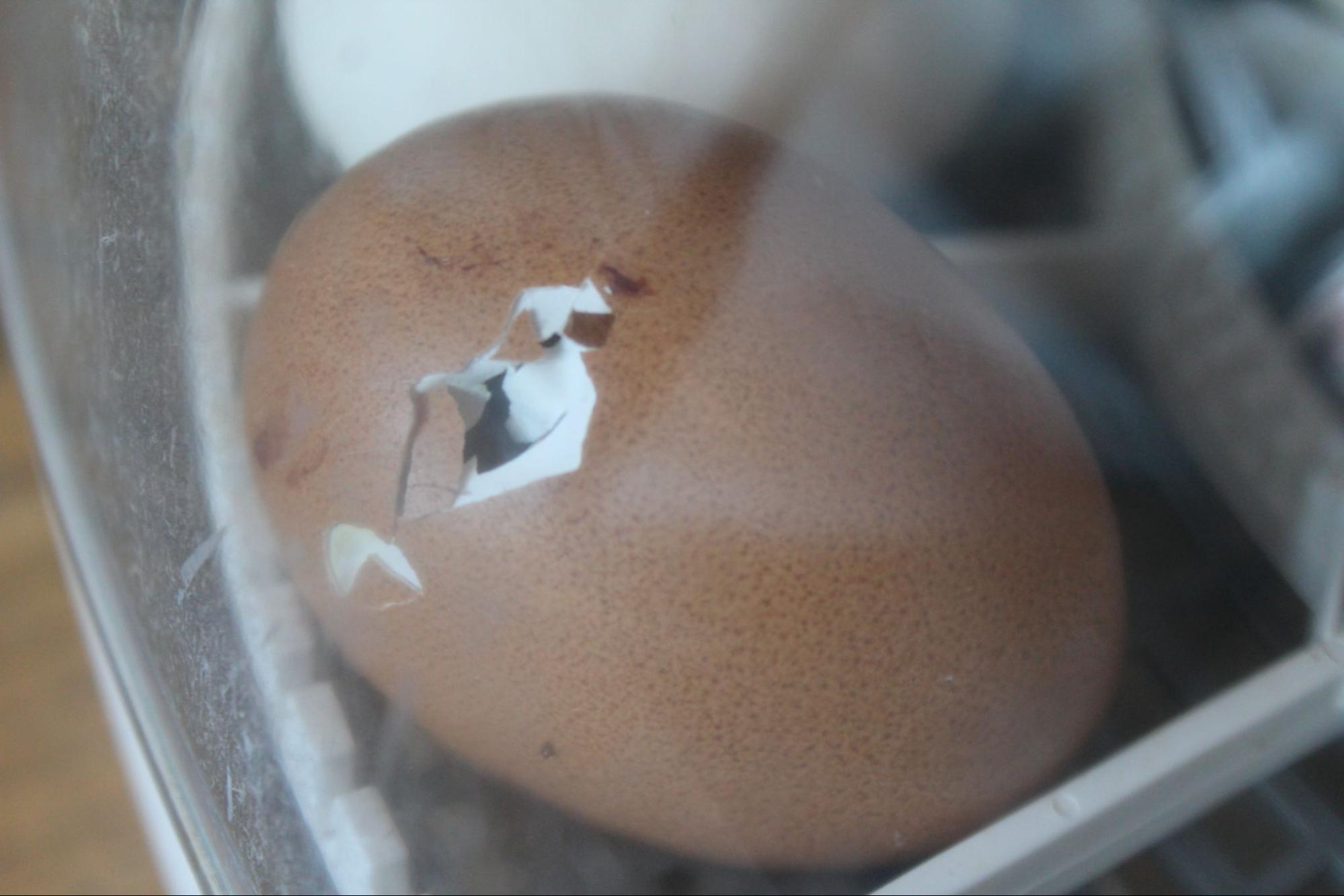 An Hour In... Conner's Hatching Chicks